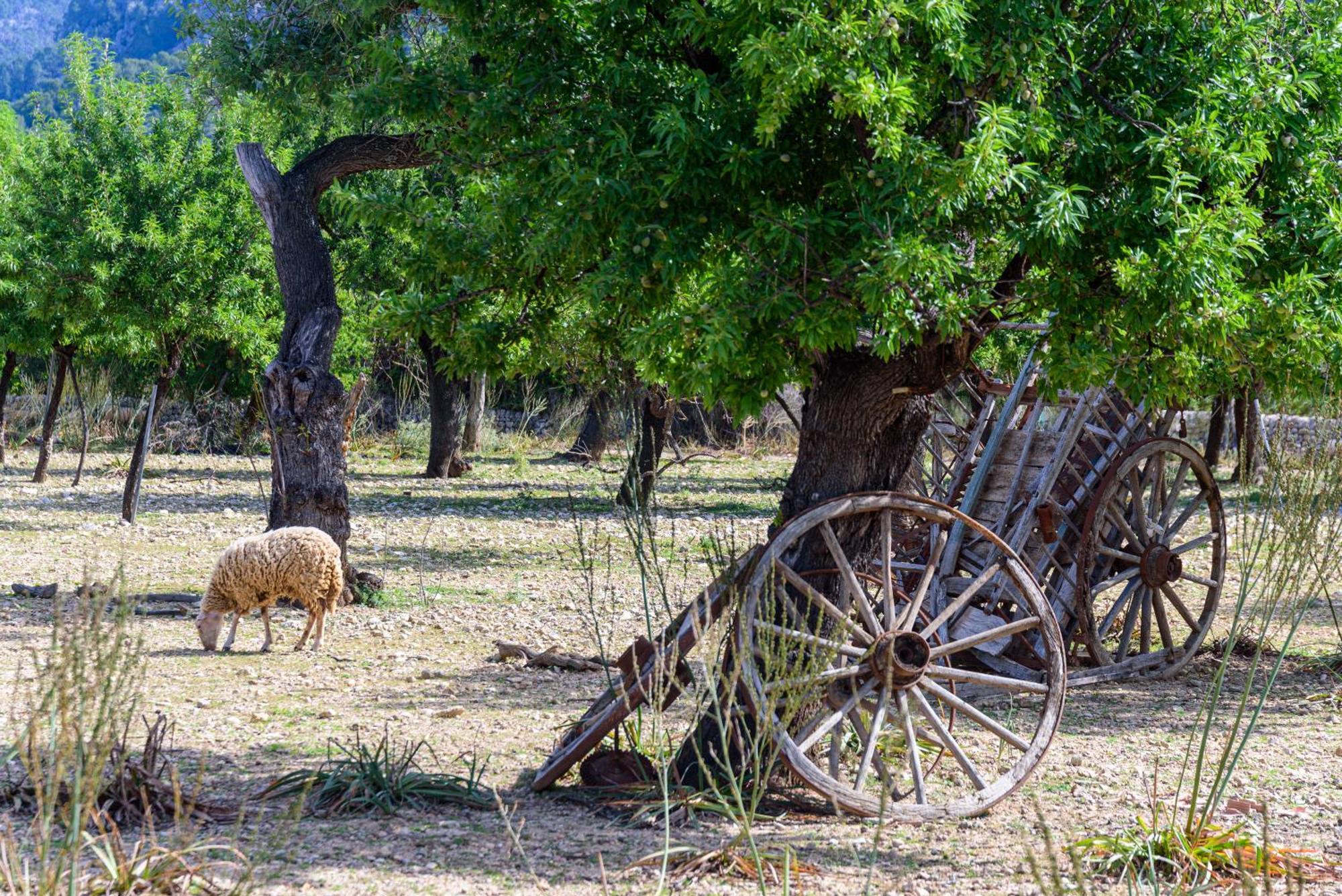 Agroturisme Subies Selva  Exterior foto